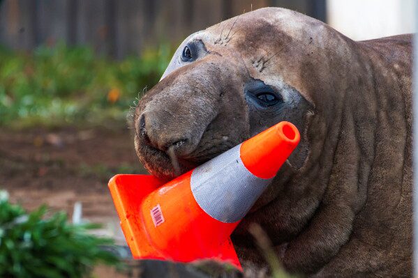 Австралийские власти просят болельщиков уважать частную жизнь Нила, тюленя весом в тонну, который никого не уважает.