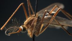 По данным CDC, ранний и интенсивный сезон вируса Западного Нила может свидетельствовать о серьезной опасности этого заболевания, передаваемого комарами, в этом году.