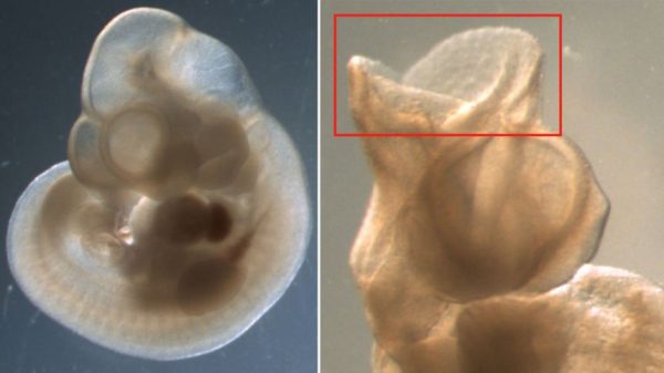 Чистящие средства, используемые для уничтожения микробов, могут быть сопряжены со скрытыми рисками.