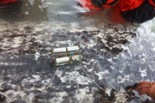 Ученые прикрепили передатчики к нарвалам в Арктике. Полученные данные оказались тревожными.